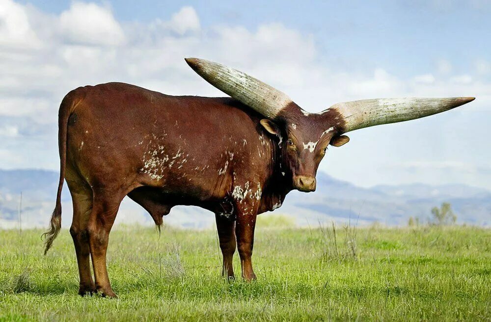 Самое крупное парнокопытное. Африканская корова ватусси. Бык ватусси. Бык породы ватусси. Ватусси дикий бык.