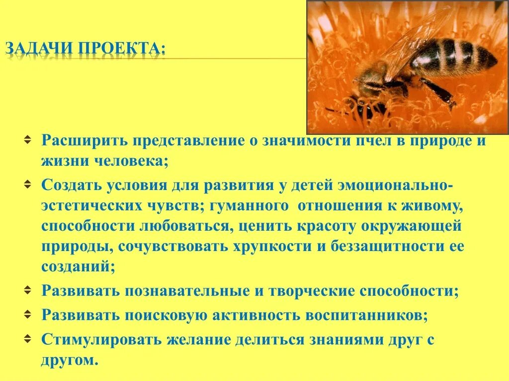 Задачи для проекта про пчёл. Роль пчел в природе и жизни человека. Значение пчел в жизни человека. Значение пчёл в природе и жизни человека.