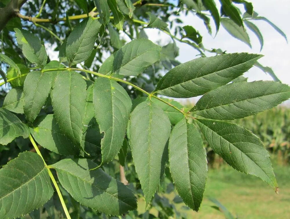 Ясень листья картинки. Ясень пенсильванский fraxinus pennsylvanica. ясень пенсильванский побег. ясень пенсильванский почки.