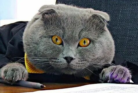 Солидный кот