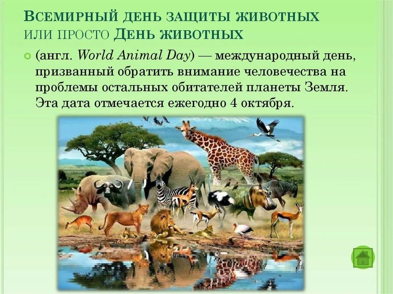 Когда будет день животных. Всемирный день защиты животных. 4 октября всемирный день защиты животных. день защиты животных презентация. доклад о международном дне защиты животных.