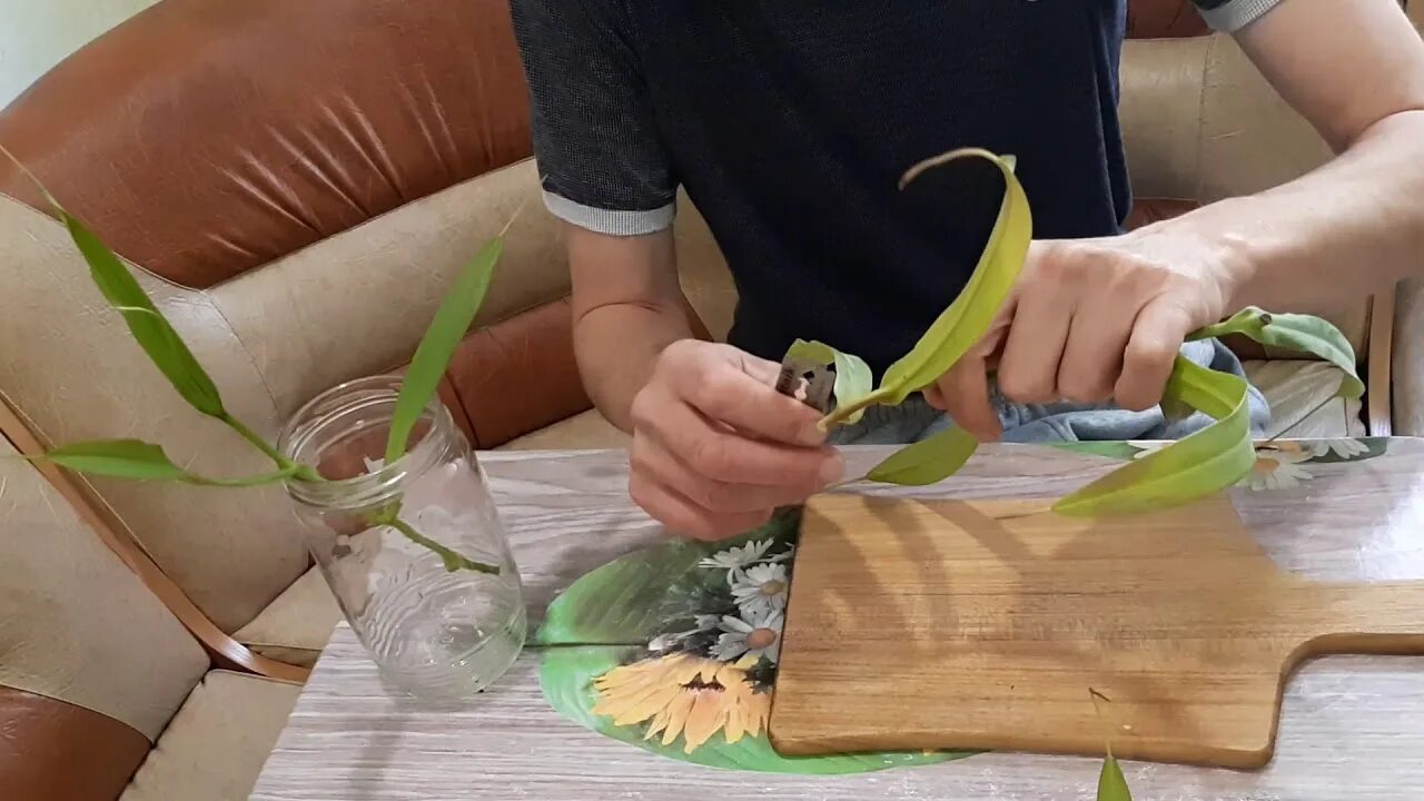 Черенки в перлите. Корневин для роз. Видео укоренение. Укоренение черенков фиалки в зип пакете. Веточки ивы для укоренения.