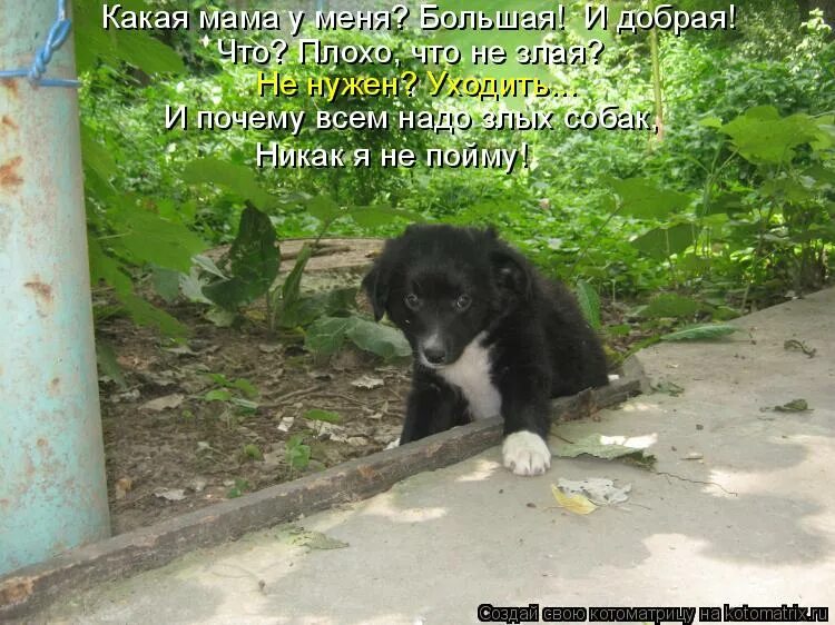 злая теща. чокнутая мамаша. мама какая злая. орущая женщина. злая мама.