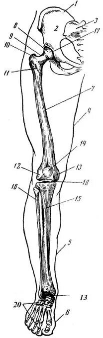 Нижняя конечность ноги. Структура кости нижней Свободный конечностей. Скелет нижних конечностей человека анатомия. Нижняя конечность кости ноги анатомия. Анатомия костей нижних конечностей.