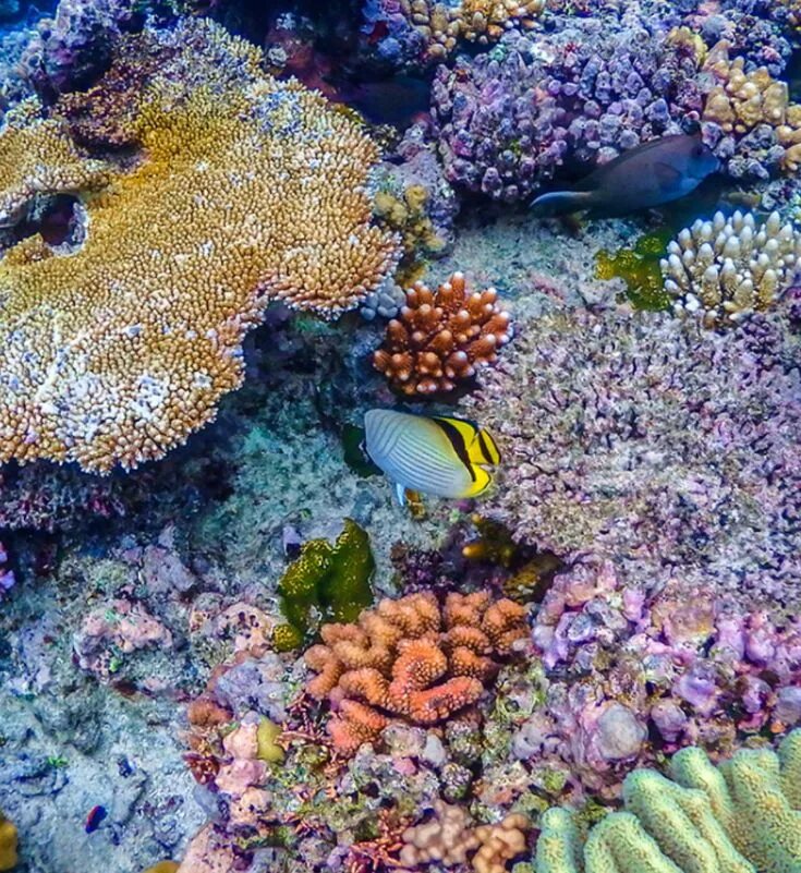 Где риф. Большой Барьерный риф Австралия. Австралия Барьерный риф кораллы. Рифы Греат барьер. Саркофитон коралл.
