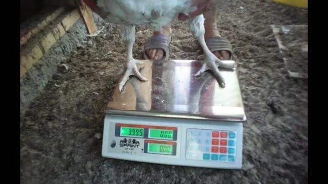 Загон для телят. Невские весы для взвешивания крс. Весы для телят. Электронный весы взвешиваний для животных. При взвешивании животных в зоопарке выяснилось.