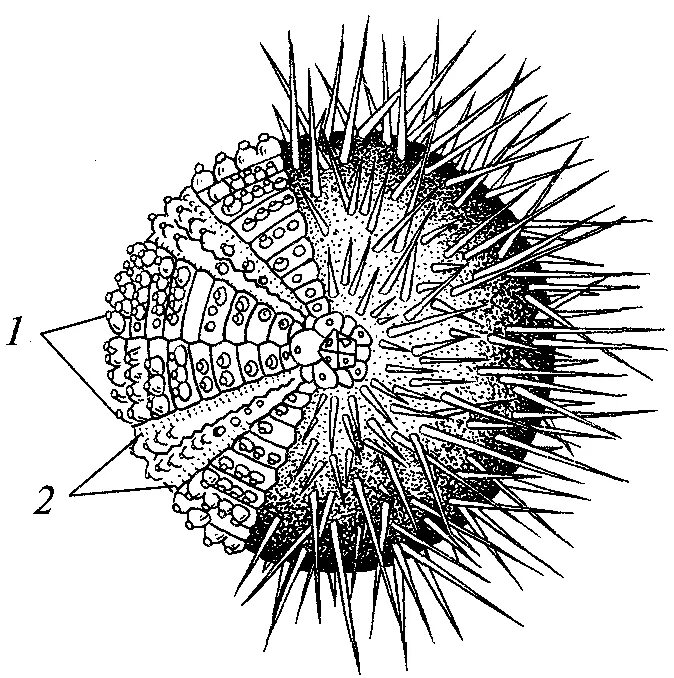 Особенности строения ежа. Строение иглокожих морской еж. Внешнее строение морского ежа. Строение морского ежа. Педицеллярии морских ежей строение.
