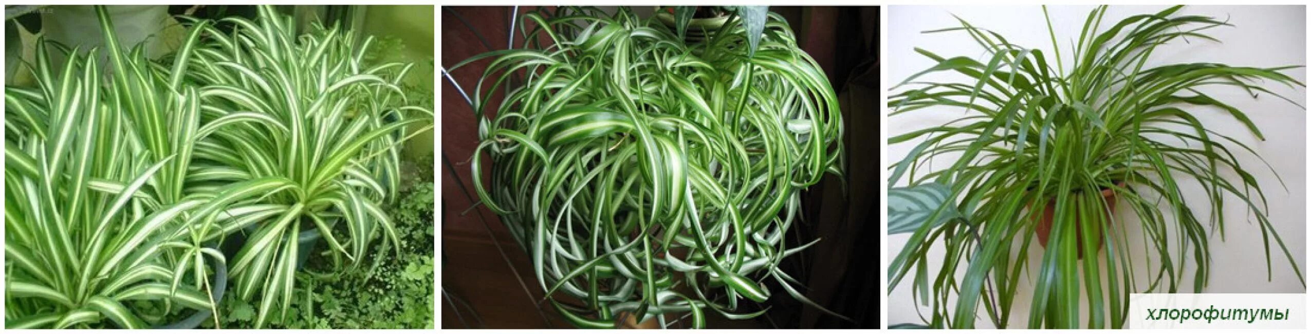 Хлорофитум хохлатый цветение. Хлорофитум капский chlorophytum. Хлорофитум осока. Хлорофитум осока. Хлорофитум бонни.