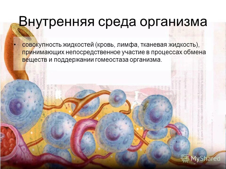 как образуется тканевая жидкость. функции тканевой жидкости в организме человека. принимают межклеточную жидкость. тканевая жидкость. кровь лимфа тканевая жидкость.