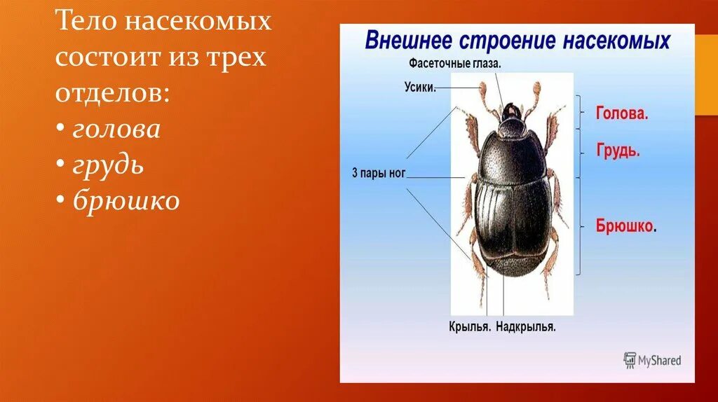 Строение тела насекомых. Тело насекомых состоит из. Внешнее строение тела насекомого. Отделов состоит тело насекомых?. Группы организмов насекомые