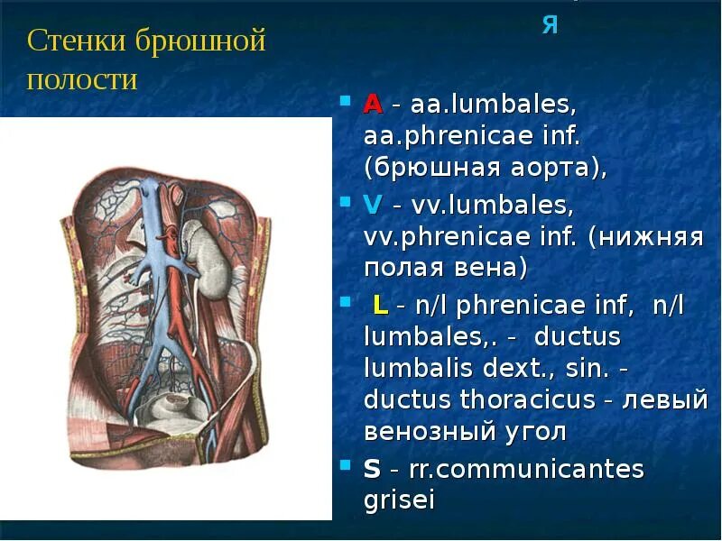 Какое анатомическое образование является дном trigonum lumbale. Какое анатомическое образование является дном trigonum lumbale