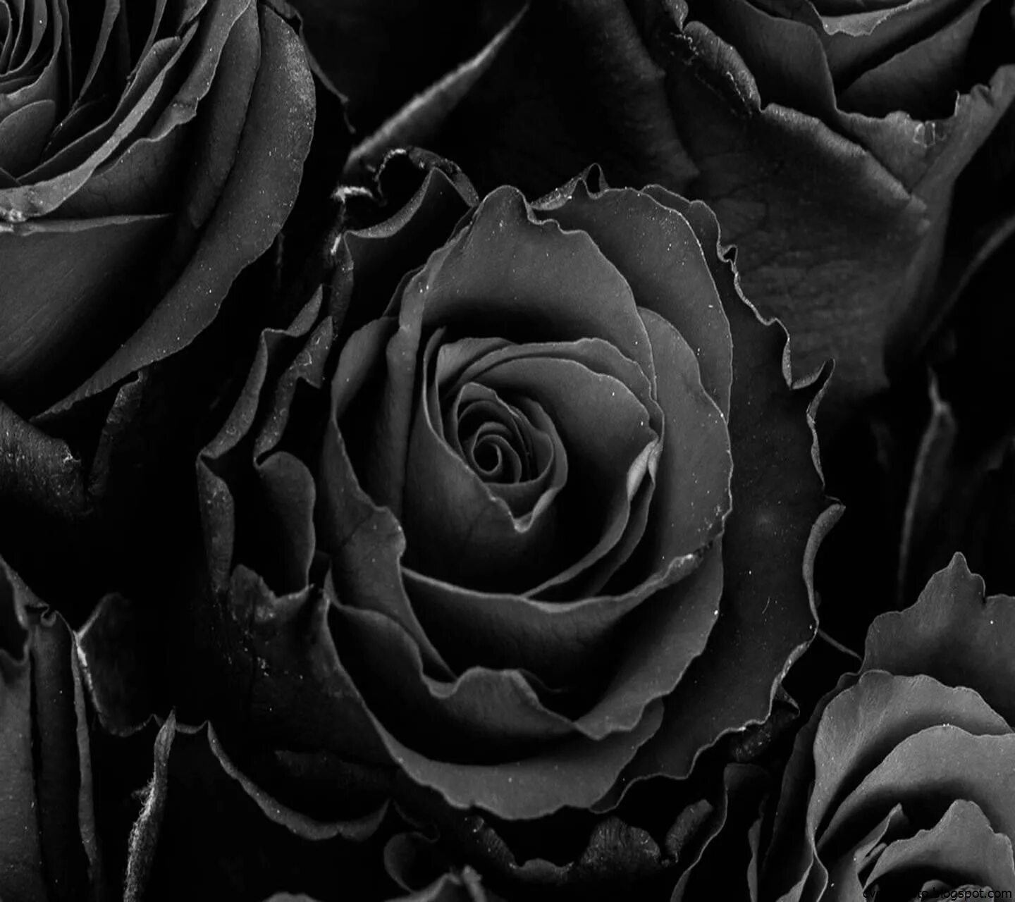 Обои темные черные. Красивый черный цвет. Темные розы. Черные обои.