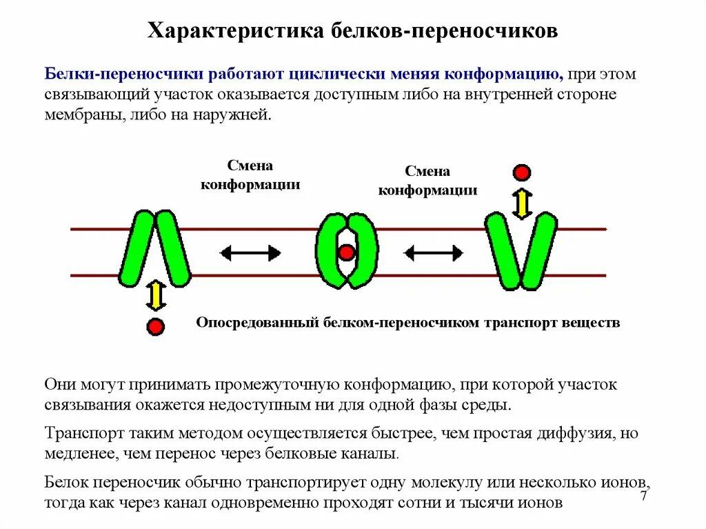 Кодирует ферменты содержит белки переносчики. Белковые каналы и белки переносчики биохимия. Белки переносчики в мембране. Примеры белков переносчиков. Белки переносчики Интегральные.