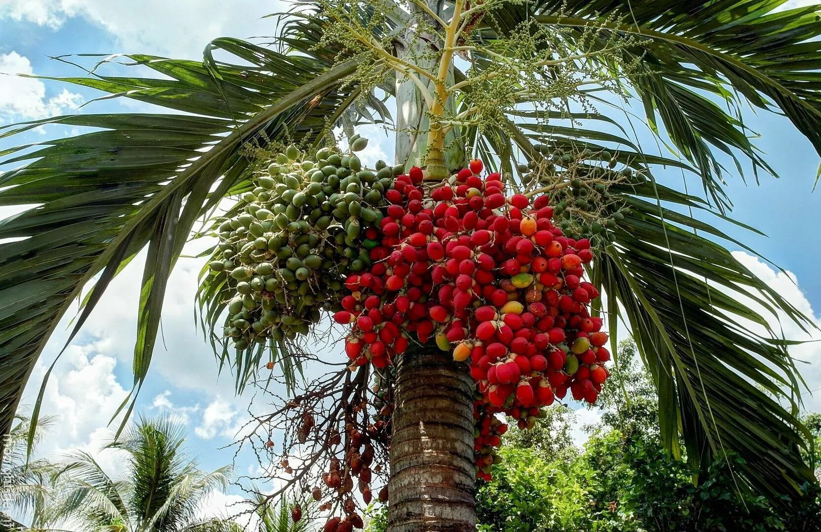 Королевская финиковая Пальма. Персиковая Пальма (Bactris gasipaes) плоды. Финиковая Пальма в Тайланде. Пальмы пириуао. Дерево из семейства пальмовых