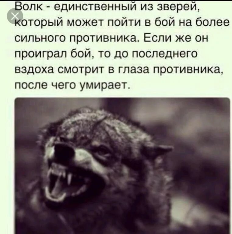 Враг еще силен. Статусы с волками. Оскал волка с Цитатами. Волчий оскал с Цитатами. Волки и шакалы цитаты.