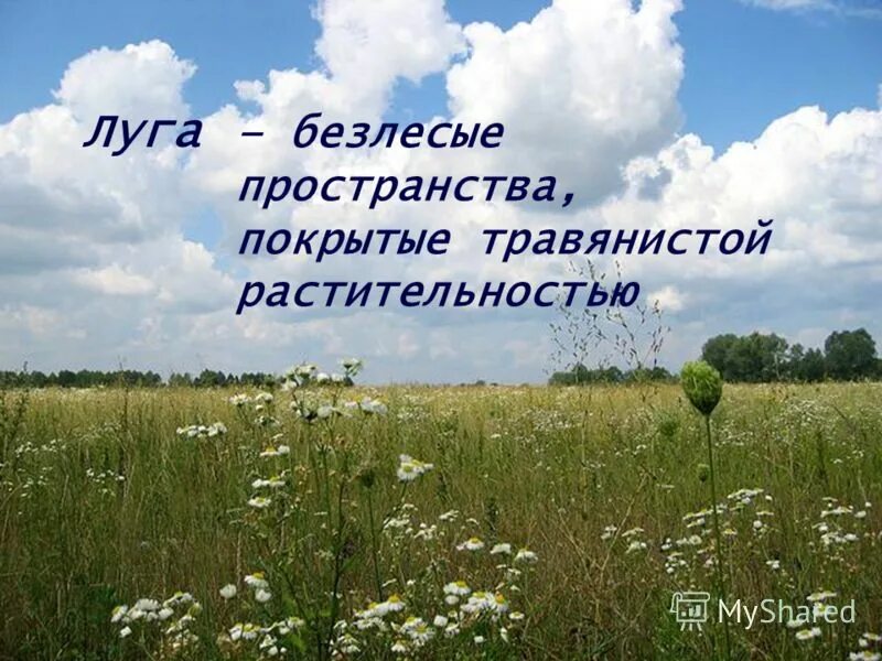 Природные условия луга. Луговое сообщество. Жизнь Луга. Растительное сообщество луг. Природное сообщество луг.