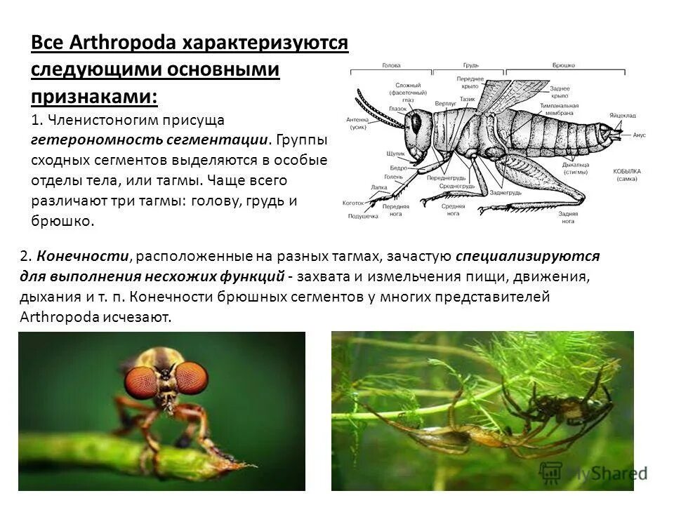 Характеристика классов типа членистоно. Характеристика основных классов членистоногих. Моллюски особенности строения. Общие признаки членистоногих. Признак характерный только для членистоногих наличие мантии.
