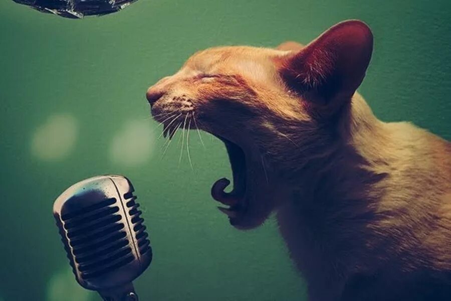 Cats can sing. Кот поет. Животные с микрофоном. Кот с микрофоном. Поющие животные.