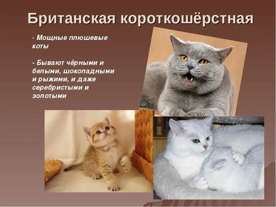 Рассмотрите фотографию кошки породы британская. Кошка британка характер. Британская короткошёрстная кошка описание. Британская короткошёрстная характер. Британские котята характер.