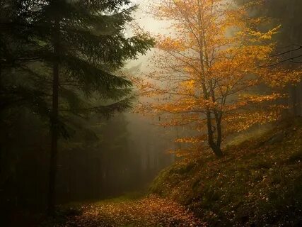 В лесу была такая тишина