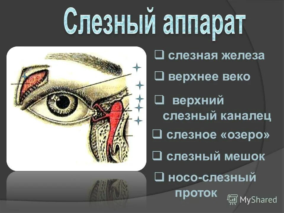 Структуры слезного аппарата. Слезный аппарат анатомия. Слезная железа слезное озеро. Строение слезного аппарата. К какой системе относится слезная железа