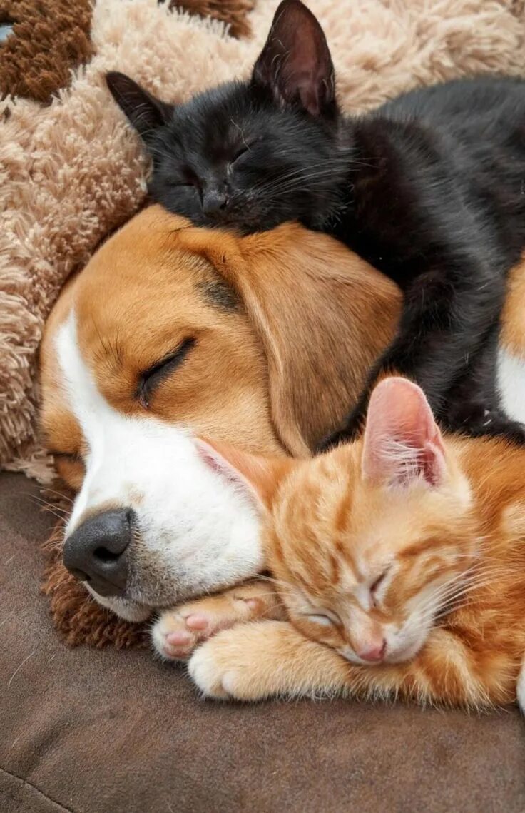 Котик та собачка