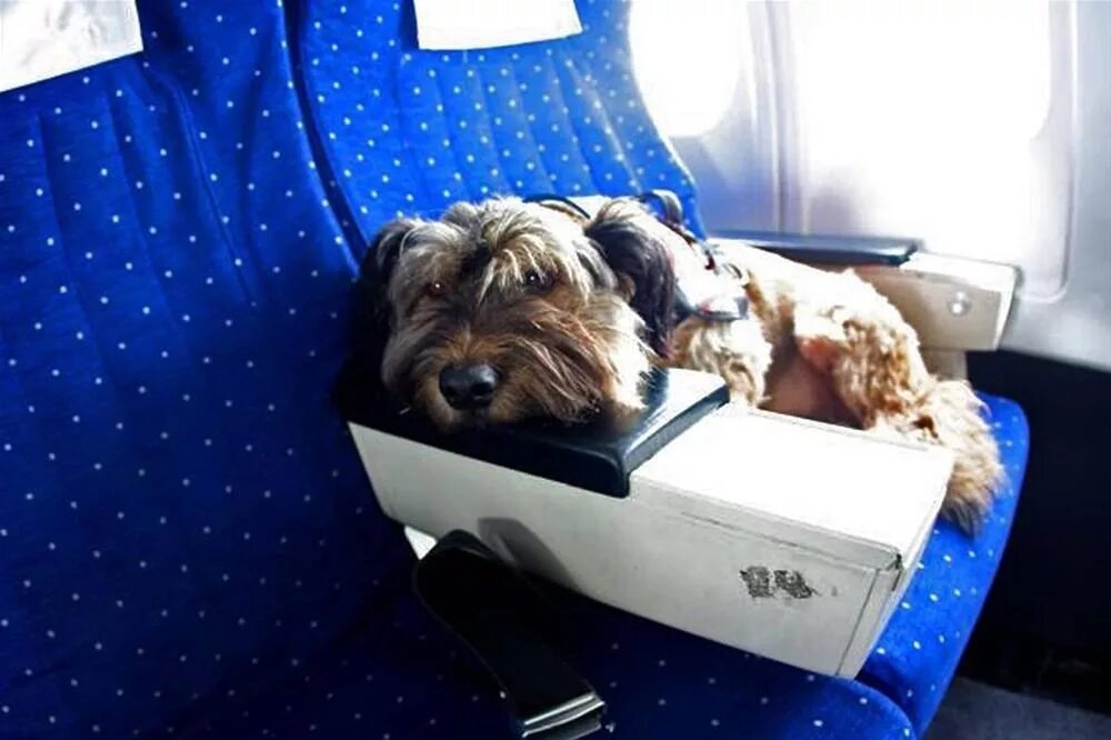 Авиаперевозка животных. Собака в самолете. Йоркширский терьер в самолете. Путешествие с собакой.
