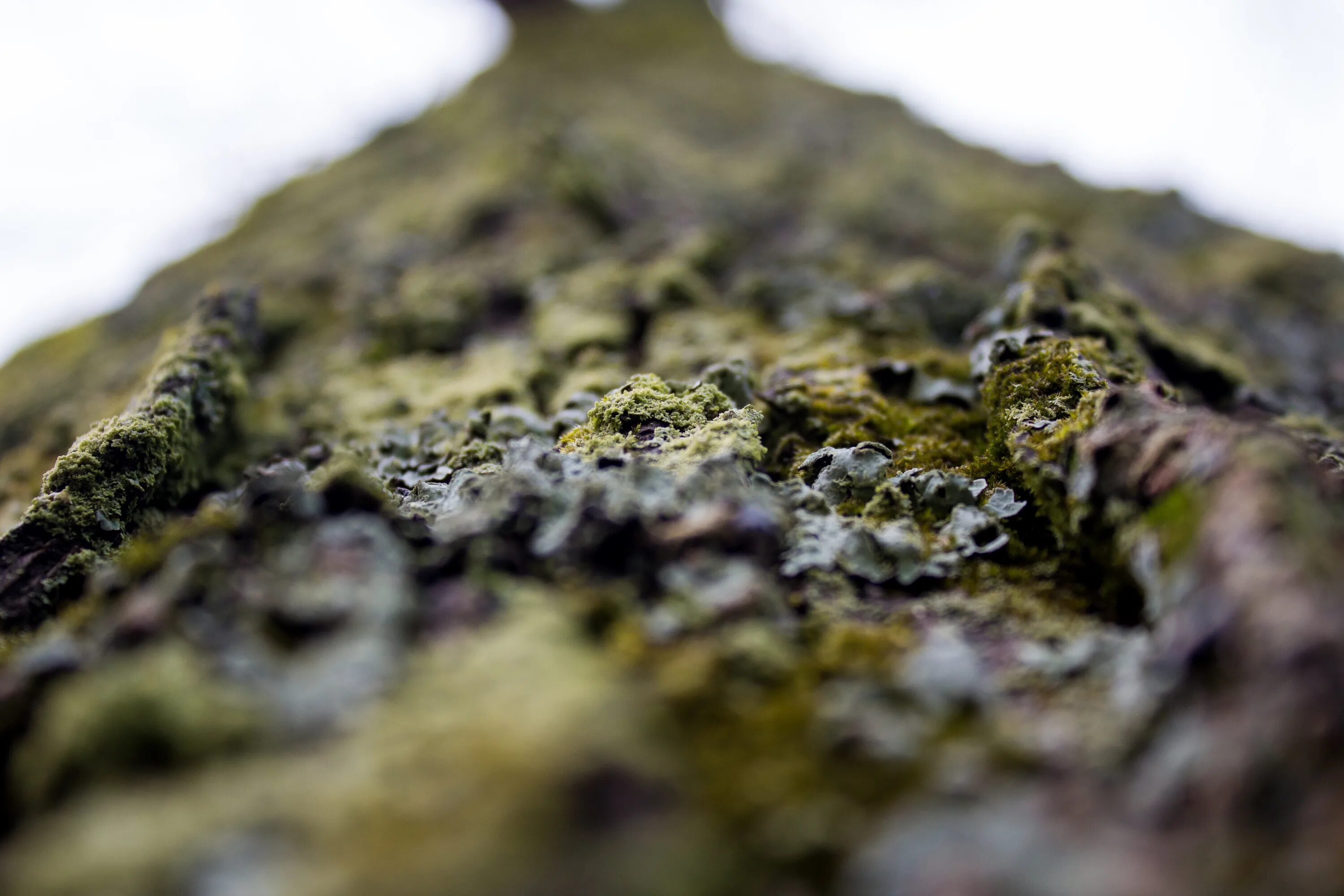 Botrydium granulatum-шаровидная водоросль. Водоросли на поверхности почвы. Почва макро. Горные породы из водорослей.