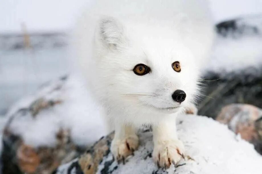 Білий як. Песец (Arctic Fox). Полярная лисица песец. Тундровый песец. Полярный песец Арктики.