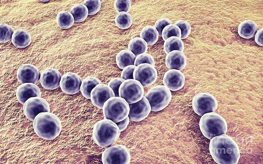 Peptostreptococcus anaerobius 1862. Пептострептококки микробиология. Пептострептококки анаэробы. Анаэробные грамположительные кокки.