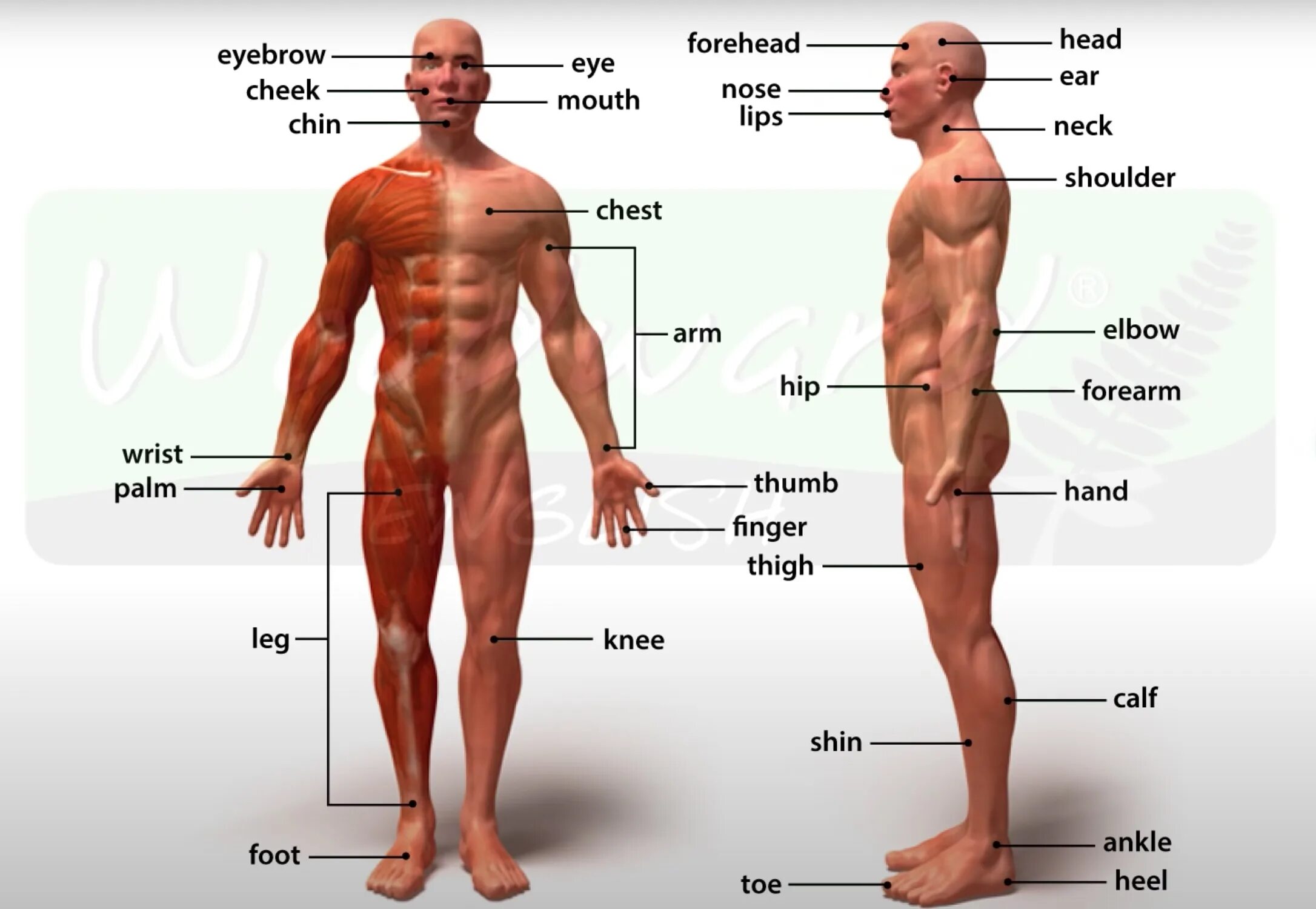Части тела человека. Части тела человека названия. Название человеческих частей тела. Части тела на испанском языке.