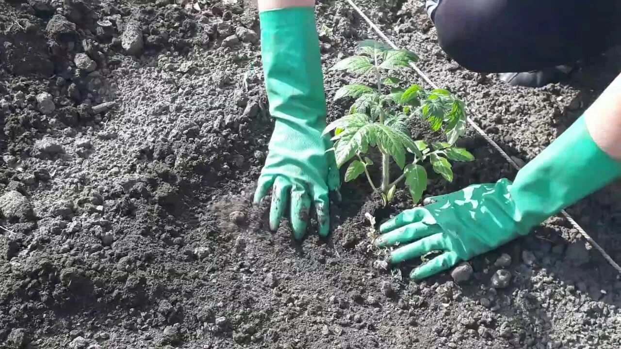 Высадка помидор в лунку. Лунки для посадки помидор. Выкапывание лунок для посадки помидоров. Азофоска при высадки помидор в открытый грунт. Рыба в лунки под помидоры.