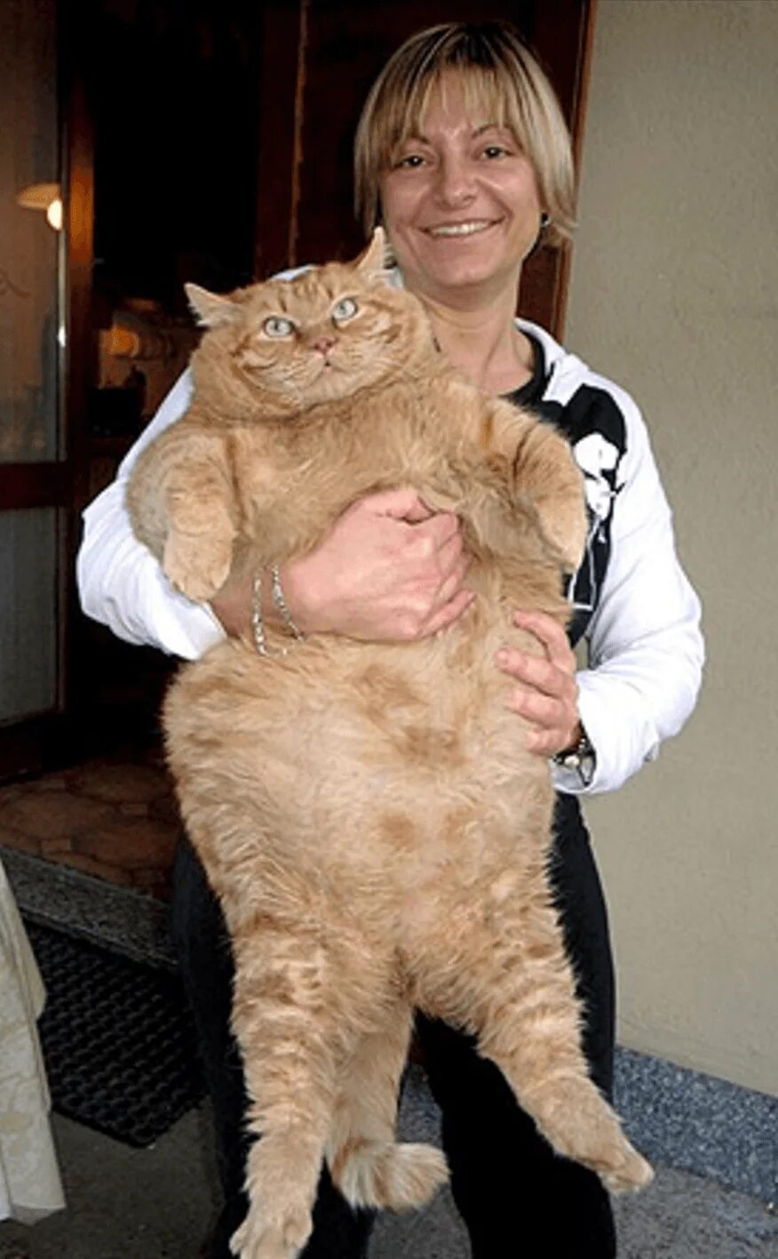 Огромная кошка. Огромный кот. Самая тяжелая кошка. Самая тяжелая кошка. Самый толстый кот.