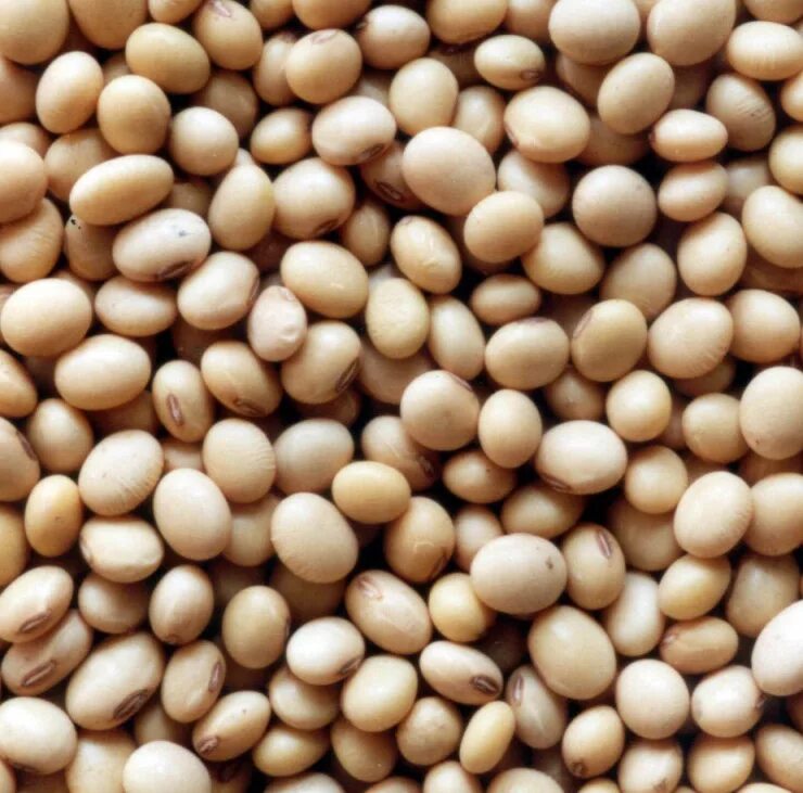 соя белгородская