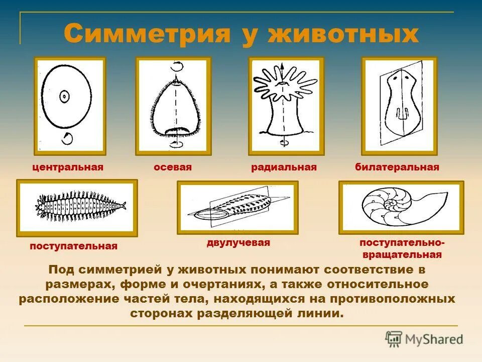 Типы симметрии животных 8 класс. Типы симметрии. Типы симметрии животных. Типы симметрии в биологии. Типы симметрии тела.