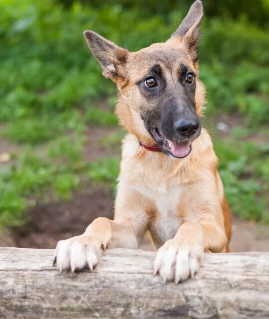 Бельгийская овчарка малинуа черная. Метис малинуа и немецкой овчарки. Бельгийская овчарка малинуа рыжая. Бельгийская овчарка малинуа. Метис бельгийской овчарки.