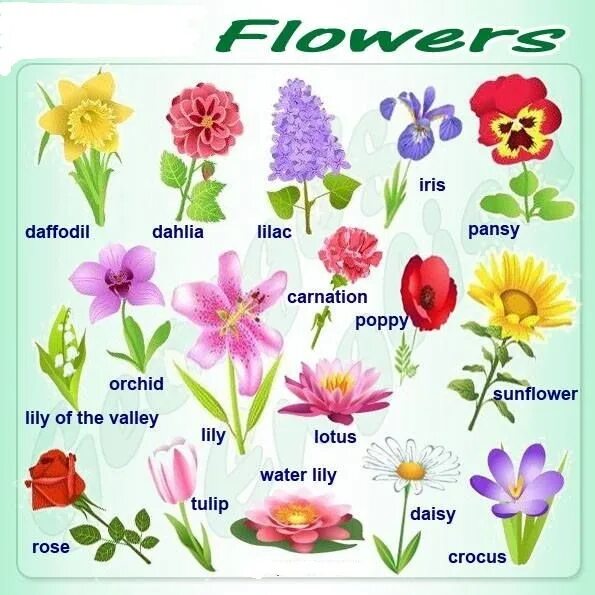 Spring транскрипция. Цветы названия. Цветы названия на английском. Название цветочков. Названия цветов растений.