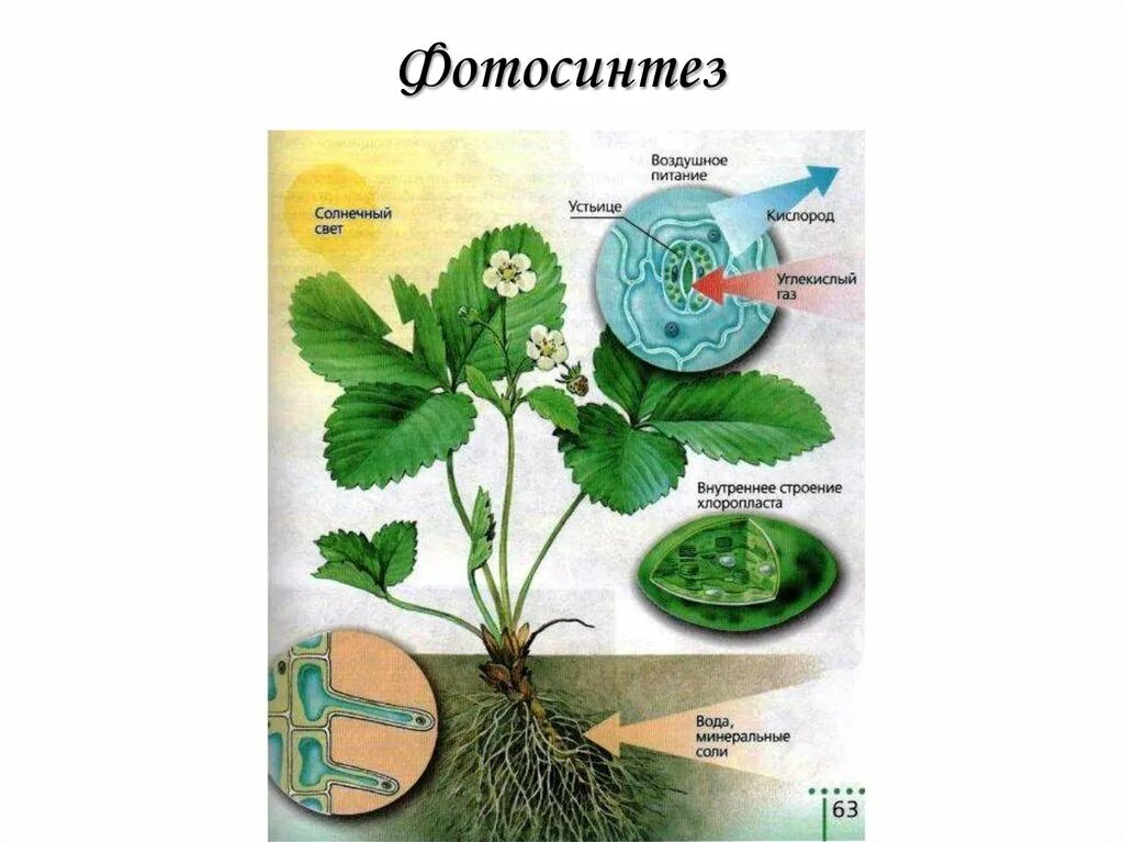 Минеральное питание растений тест по биологии 6. Биология 6 класс Пономарева фотосинтез. Воздушное питание фотосинтез. Фотосинтез 6 класс биология. Воздушное питание растений схема.