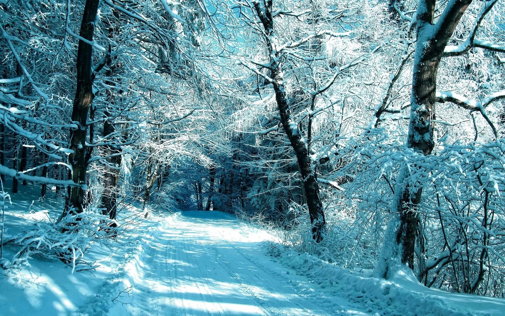 Снежок лесной. Зима. Зимний пейзаж. Красивый зимний фон. Красивый зимний лес.
