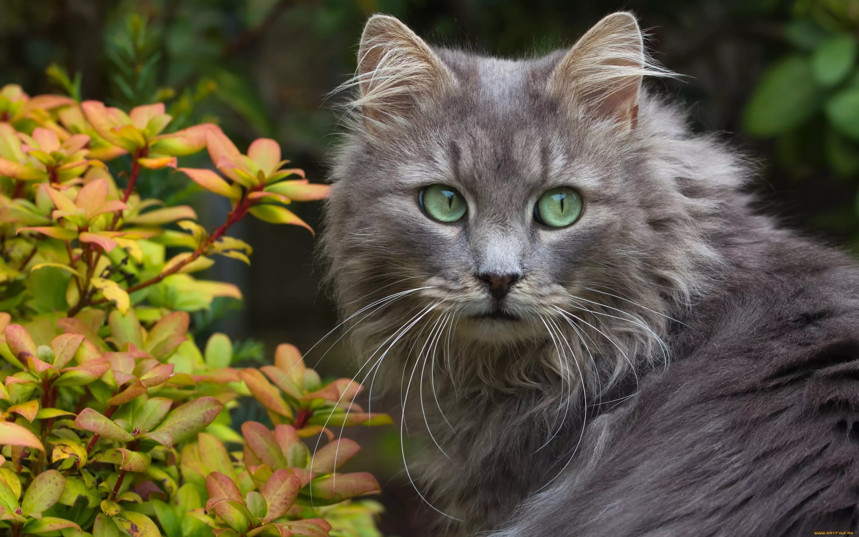 Картинки котов. Сибирская дымчатая длинношерстная. Мейн-кун. Серый пушистый кот. Пушистая кошка.