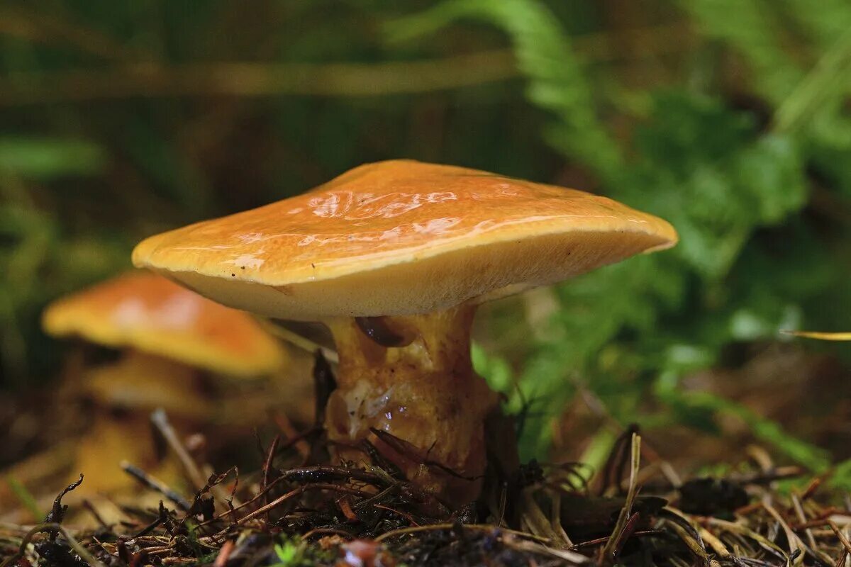 Масленок. Suillus grevillei. Лиственничный масленок гриб. Масленок лиственничный съедобный. Масленок Пихтовый Suillus abietunus.