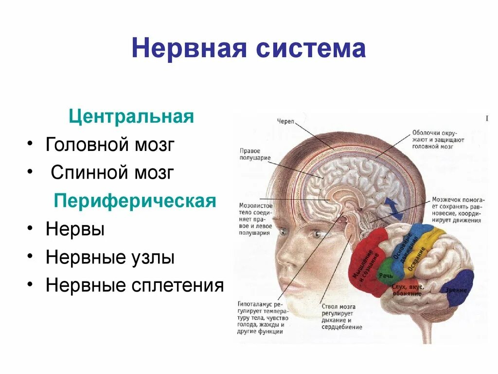 В какую систему органов входит мозг. ЦНС головной мозг строение. Центральная нервная система схема спинной мозг головной мозг. Нервная система строение и функции головного мозга. Нервная система человека 8 класс головной мозг спинной мозг.