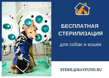 Бесплатная стерилизация кошек