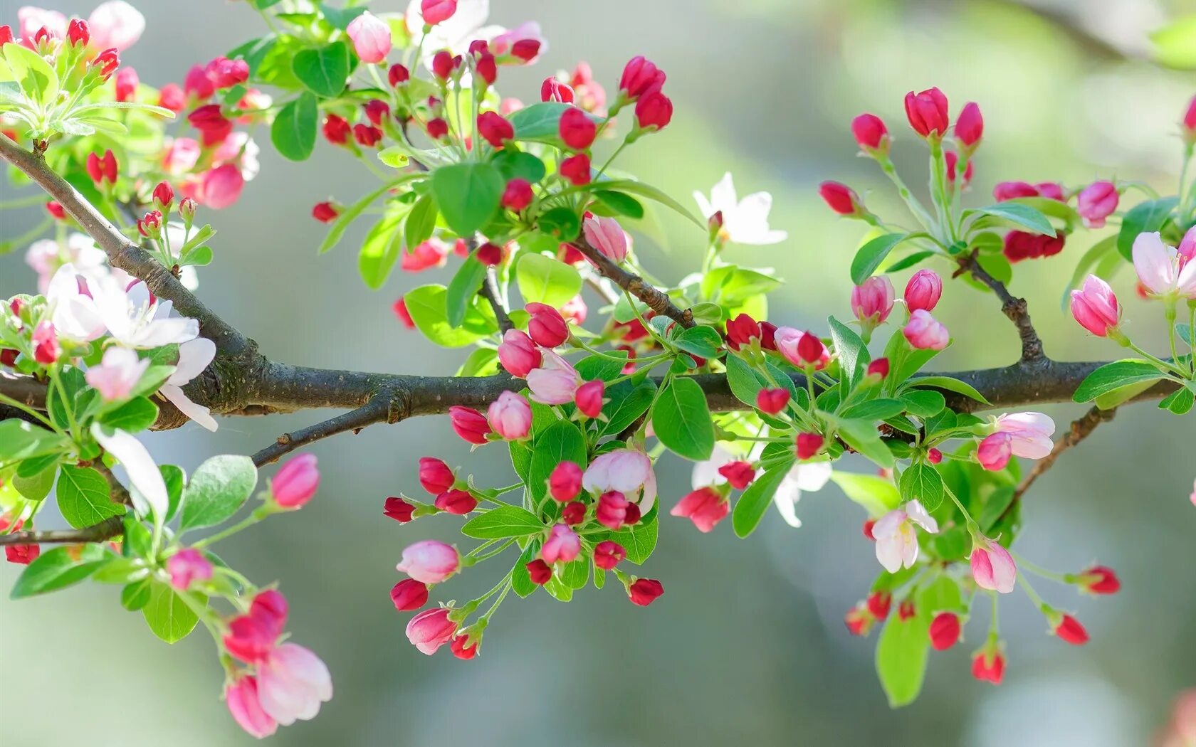 Очень красиво цветет. Яблоня Сибирская цветение. Весеннее дерево. Весеннее цветение..