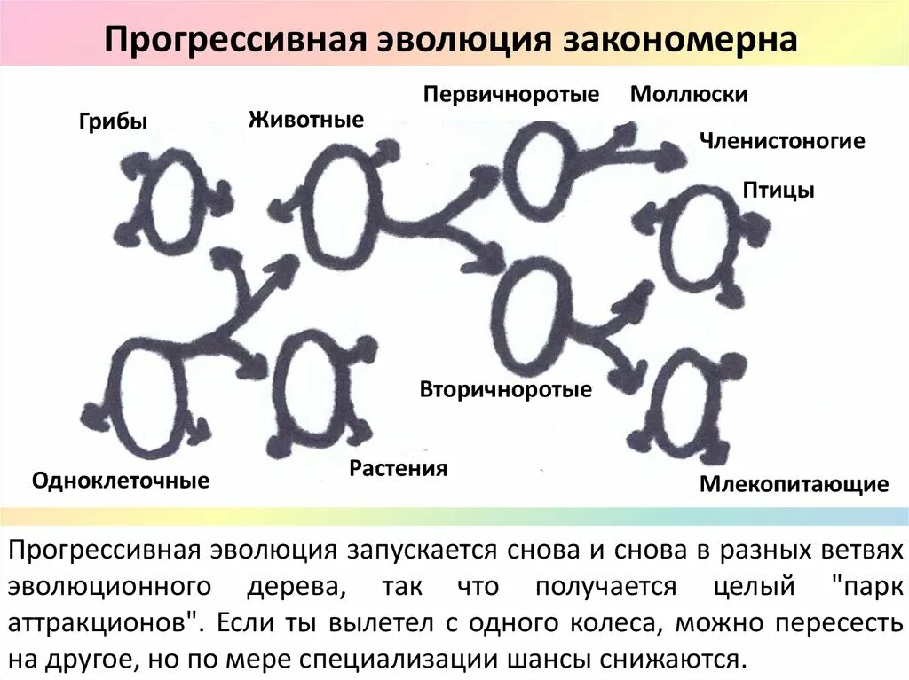 Прогрессивные эволюционные изменения. Прогрессивная Эволюция. Прогрессивное развитие. Прогрессирующая Эволюция это. Концепция прогрессивной эволюции.