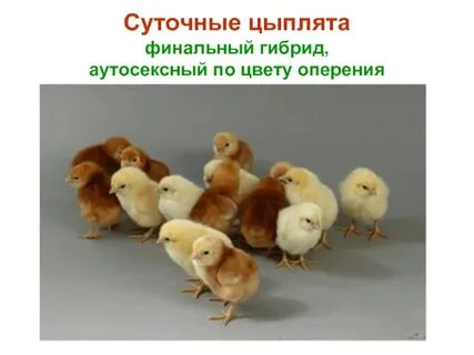 Цыплята подросли написание