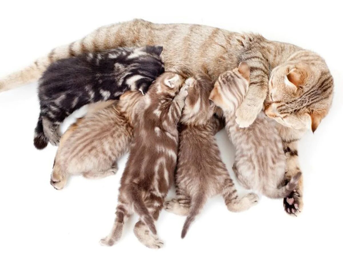 Сколько кошка кормит молоком. Кошка кормит котят. Кормящая кошка. Мама кошка кормит котят. Кошка кормит котят молоком.