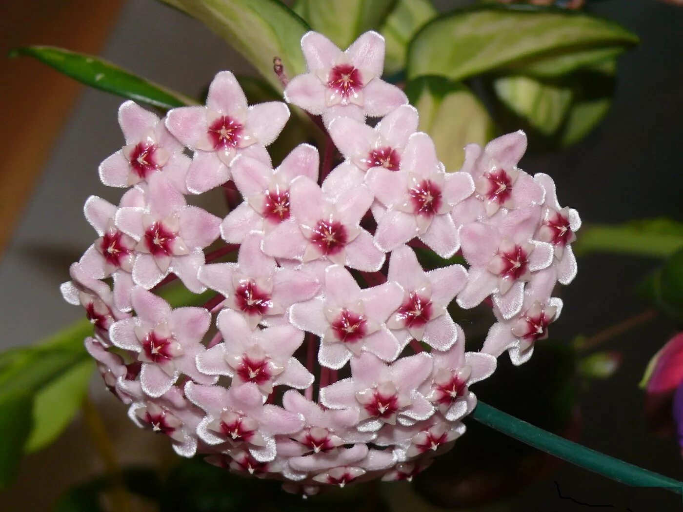 Цветы с сильным запахом. Хойя carnosa Tricolor. Хойя Карноза (восковой плющ). Hoya Карноза Триколор. Хойя мясистая (Hoya carnosa).