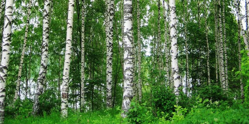 Растительный мир ивановской области. Берёзовая роща Ивановская область. Заказник Березовая роща. Березовая роща Плес. Ивановская область Березовая роща МЧЭ.