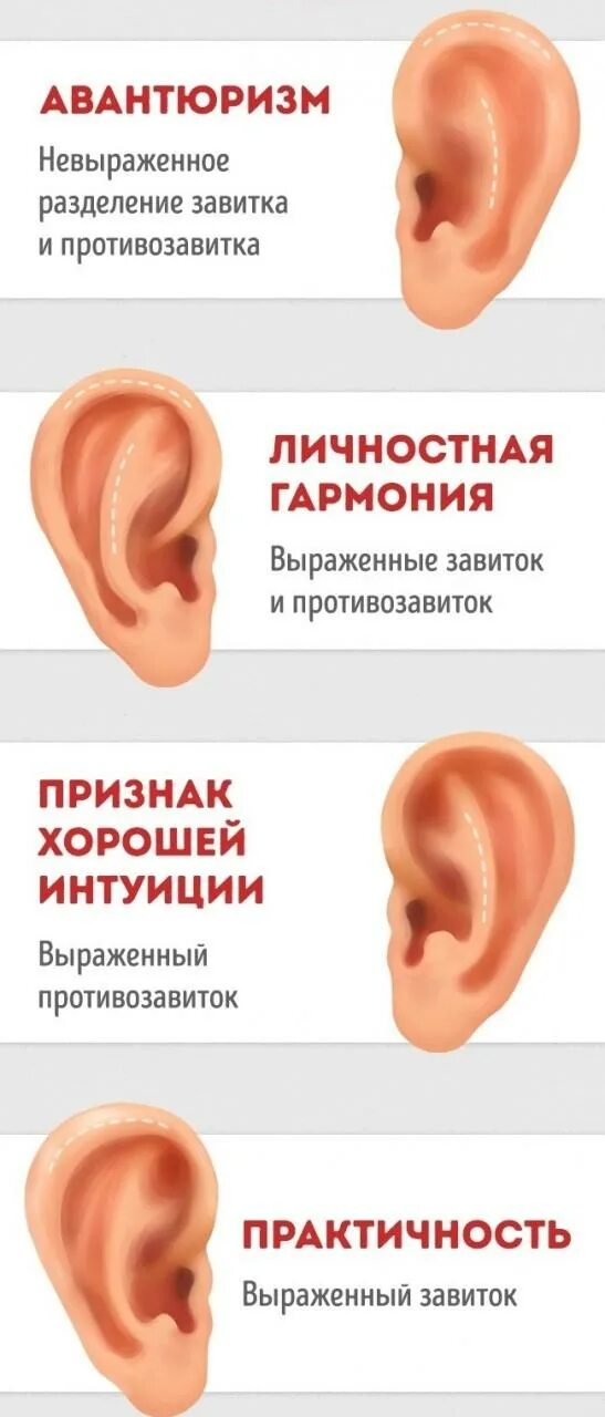 Физиогномика по форме ушей. О чем говорит форма ушей. О чем говорит форма мочки уха человека. Мочка уха и характер человека. Форма мочек ушей и характер человека.